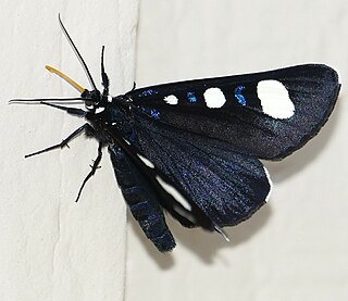 <i>Alypiodes flavilinguis</i> Alypiodes flavilinguis moth species