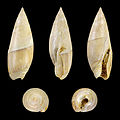 * Nomination Shell of an Eocene Olivid, Amalda buccinoides --Llez 18:03, 9 May 2016 (UTC) * Promotion Good quality. --Jacek Halicki 19:20, 9 May 2016 (UTC)