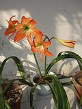 Thumbnail for Hippeastrum striatum