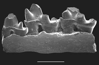 Jaw fragment of Ambondro mahabo seen from the inner (lingual) side. Scale bar is 1 mm. Ambondro lingual.jpg