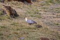 Andean Ibis (Theristicus branickii) (4857015246).jpg