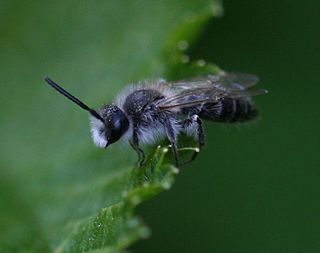 Andrena barbilabris