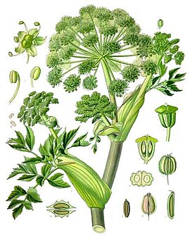 Angelica archangelica - Köhler–s Medizinal-Pflanzen-158.jpg