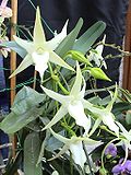 Miniatura per Angraecum sesquipedale