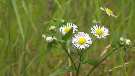 Fail:Annual fleabane (Erigeron annuus).webm