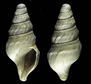 <i>Antarctospira badenpowelli</i> Species of gastropod
