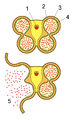 Detalhe de uma antera após a deiscência: 1. Conectivo 2. Epiderme 3. Camada fibrosa 4. Tapetum 5. Pólen.