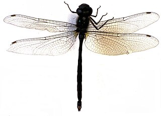 <i>Antipodochlora</i> Genus of dragonflies