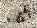 Ants defending a nest.jpg