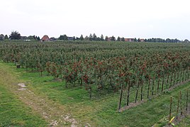 Apple tree plantation in Kingdom