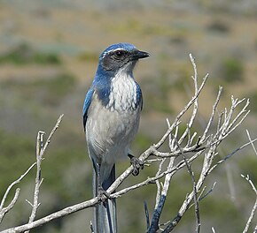 Photo of a California jay on a branch