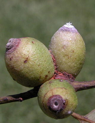 <i>Apiomorpha</i> Genus of true bugs