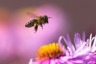 European honey bee flies back to the hive after collecting pollen. Pollen is temporarily stored in pollen baskets on the bees' legs Apis mellifera(js)02.jpg