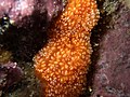 Colonial ascidian (Aplidium benhami)