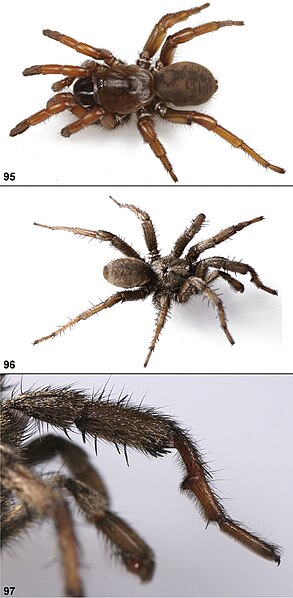 File:Aptostichus angelinajolieae live photographs (Zookeys).jpg