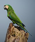 Bawdlun am Macaw talcen gwinau