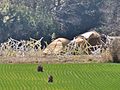 荒川河川敷村のリクのテント