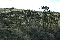 Araucaria moist forests