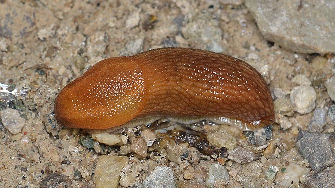 Arion Slug (Arion sp.)