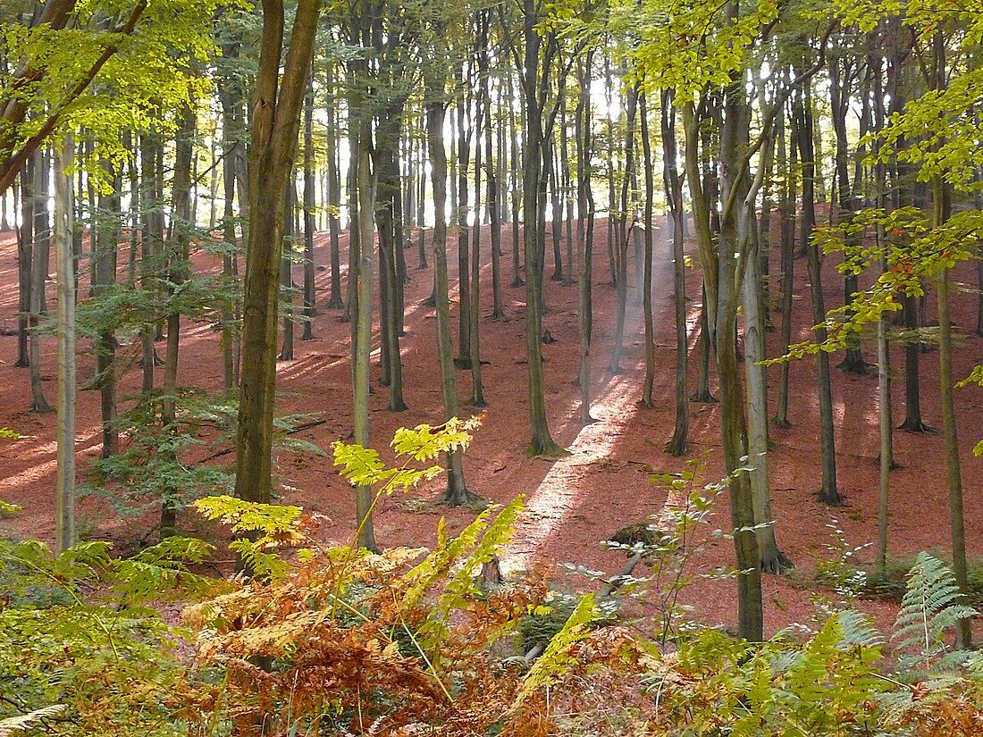 Naturschutzgebiet Arnsberger Wald