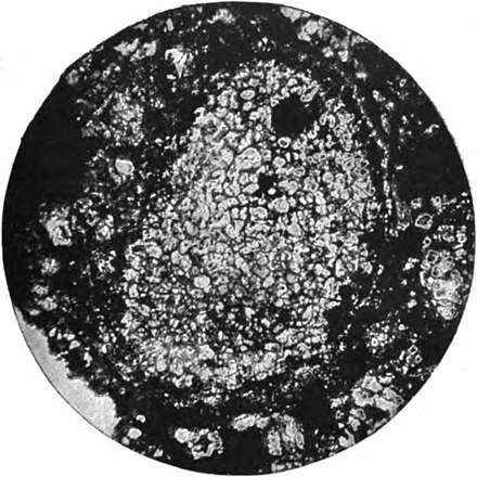 Fig. 37, Chondrites granuleuses dans la pierre météorique de Sexes