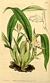 Aspasia variegata plate 3679 in: Curtis's Bot. Magazine (Orchidaceae), vol. 65, (1839)