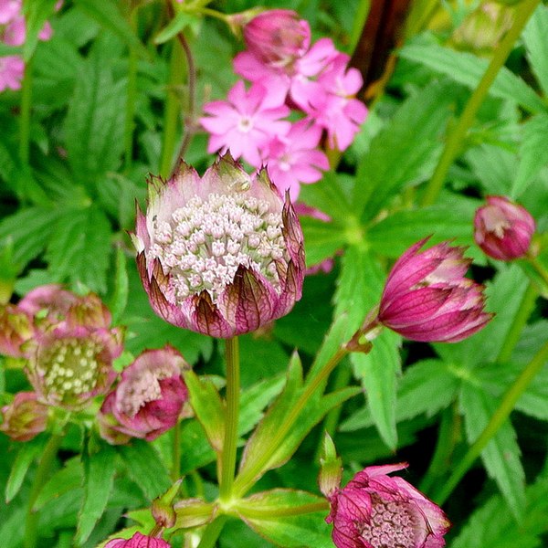 File:Astrantia and Red Campion - geograph.org.uk - 1322597.jpg