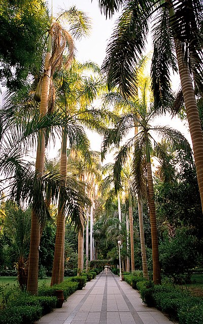 Страна где пальмы. Асуан Египет Ботанический сад. Ботанический сад пальмовый. Ботанический сад на острове Китченера. Пальмовая аллея Лимасол.