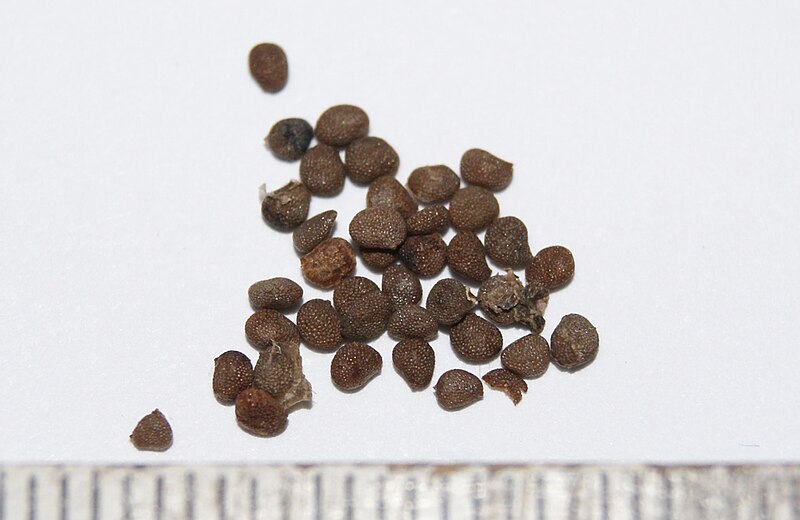 File:Atropa-belladonna-4.JPG