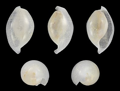 Atys semistriata