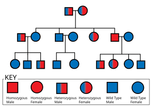 Human Genetics