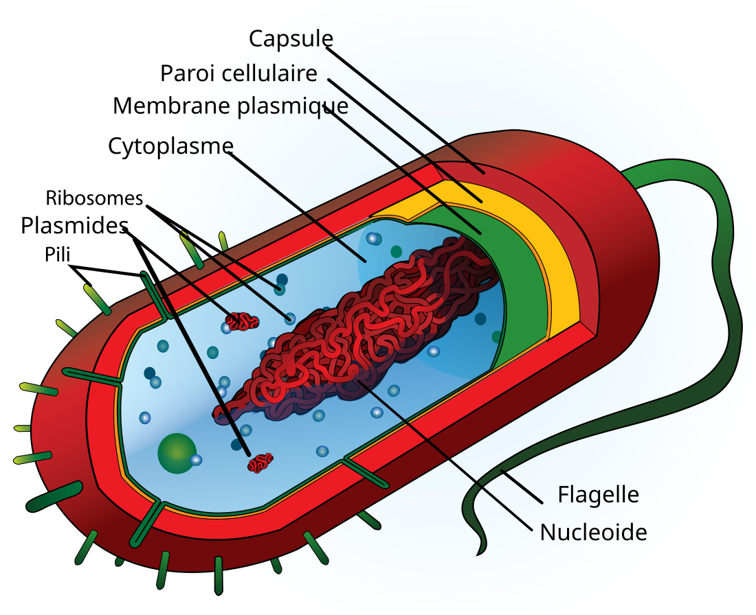 File:Average prokaryote cell- fr.svg