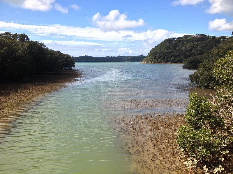 File:Avicennia marina Mangrove Paihia 3.JPG