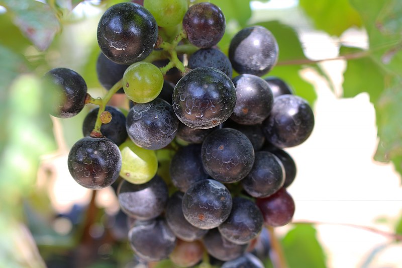 File:BUNCH WINE GRAPES green and purple close up (48986786716).jpg