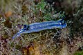 * Nomination Sea slug (Felimare cantabrica), Arrábida National Park, Portugal --Poco a poco 07:54, 10 February 2024 (UTC) * Promotion  Support Good quality. --Ermell 17:22, 10 February 2024 (UTC)