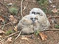 Baby great horned owls