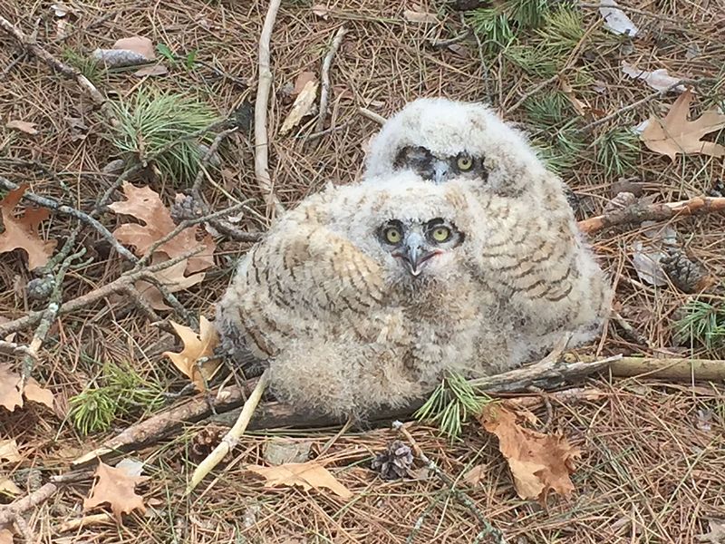 File:Baby great horned owls.JPG