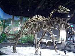 A Bactrosaurus csontváza a Hongkongi Tudomány Múzeumában
