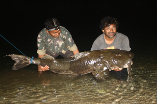 FOX4 News Kansas City on X: A 78-year-old was fishing at Kansas' largest  lake when he hooked a massive catfish over 60 pounds!    / X