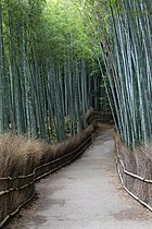 Saganon bambumetsää