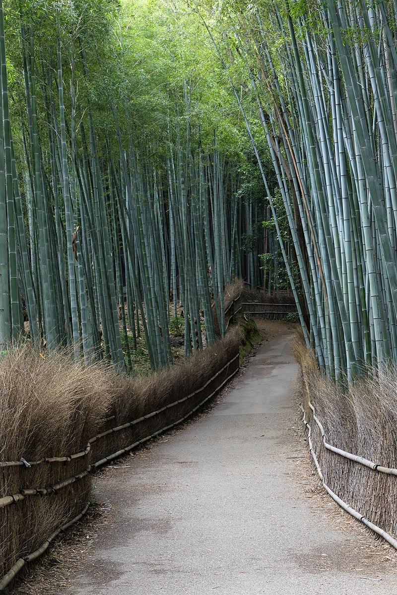 File:Bamboo Grove, Arashiyama, Kyoto, Japan.jpg - 维基百科，自由的