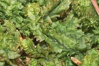<i>Barbilophozia barbata</i> Species of liverwort