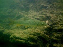 Luciobarbus sclateri