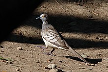 Торлы көгершін (Geopelia maugei) .jpg