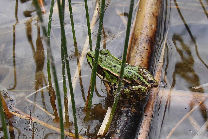 File:Baruther Urstromtal Kiesgrube Teichfrosch.JPG