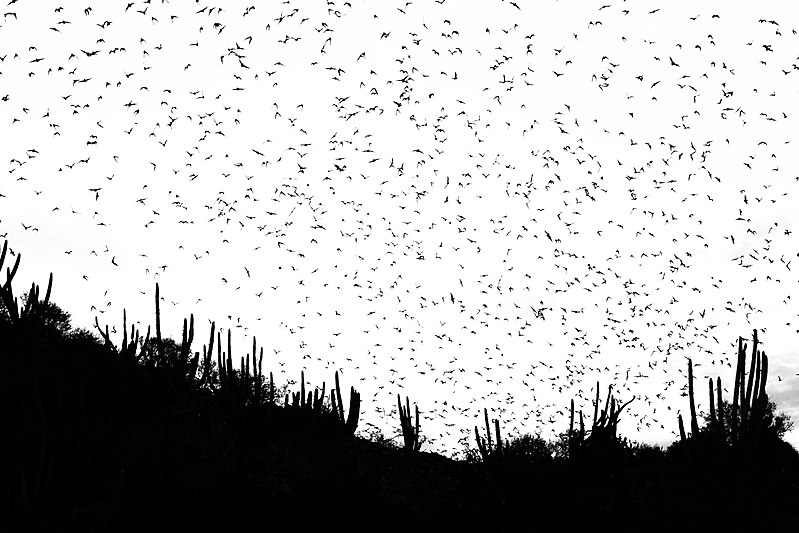 File:Bats in Topolobampo 2.jpg