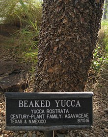 Detail of the trunk Beaked yucca - trunk.JPG