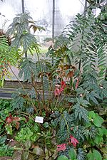 Vignette pour Begonia aconitifolia