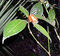 Psychotria elata (also Hooker's Lips)