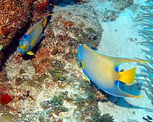 A pair off Belize, one turning away from the camera